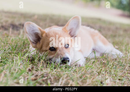 4 mois Welsh Corgi Pembroke chiot en promenade dans la campagne, Oxfordshire, UK Banque D'Images