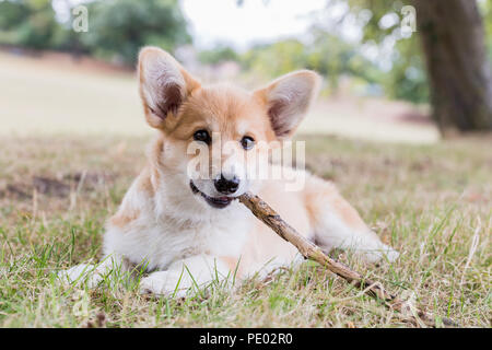 4 mois Welsh Corgi Pembroke chiot en promenade dans la campagne, Oxfordshire, UK Banque D'Images