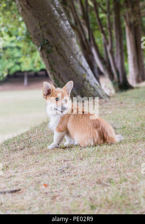 4 mois Welsh Corgi Pembroke chiot en promenade dans la campagne, Oxfordshire, UK