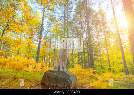 Funny chien japonais Akita Inu chiot de la forêt d'automne Banque D'Images