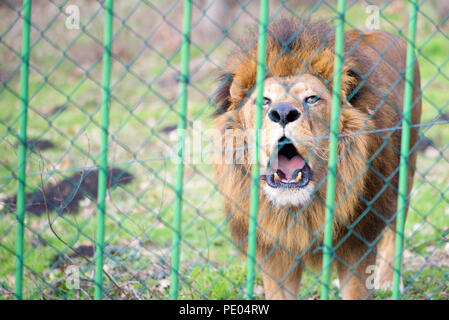 Lion dans le zoo derrière la clôture Banque D'Images