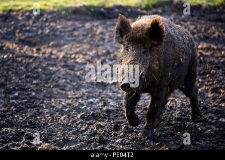 Le Sanglier mâle dans la forêt (Sus scrofa) Banque D'Images