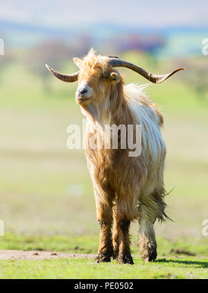 Billy Goat marron et blanc avec de longues cornes et fourrures Banque D'Images