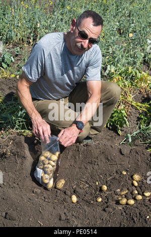 Homme récoltant à la main des pommes de terre jaunes de la variété Erika dans un potager agricole en Alberta, au Canada Banque D'Images