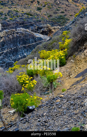 Coreopsis géant sauvage (Leptosyne gigantea) en fleurs à Mugu Rock à Malibu, Californie Banque D'Images