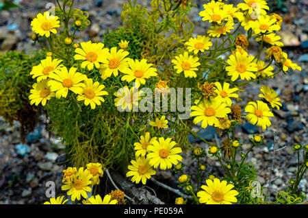 Coreopsis géant sauvage (Leptosyne gigantea) en fleurs à Mugu Rock à Malibu, Californie Banque D'Images