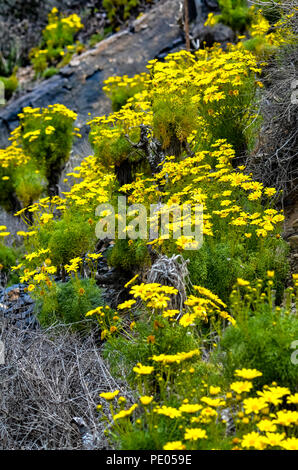 Coreopsis géant sauvage (Leptosyne gigantea) en fleurs à Mugu Rock à Malibu, Californie Banque D'Images