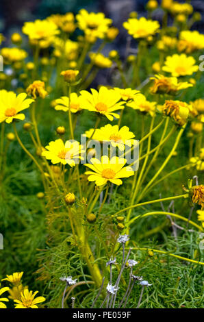 Coreopsis géant sauvage (Leptosyne gigantea) en fleurs à Mugu Rock à Malibu, Californie Banque D'Images