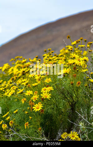 Coreopsis géant sauvage (Leptosyne gigantea) en fleurs à Mugu Rock à Malibu, Californie Banque D'Images