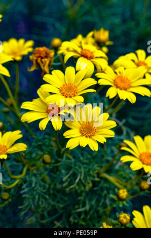 Coreopsis géant sauvage (Leptosyne gigantea) en fleurs à Mugu Rock à Malibu, Californie Banque D'Images