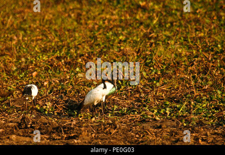 Ibis sacré (Threskiornis africains aethiopicus), dans la région de Mana Pools National Park. Le Zimbabwe, l'Afrique Banque D'Images