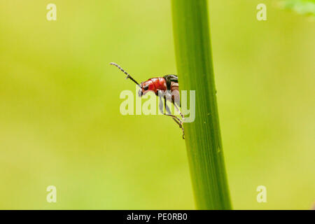 Six points Neolema Neolema sexpunctata (coléoptère) - Virginia USA Banque D'Images