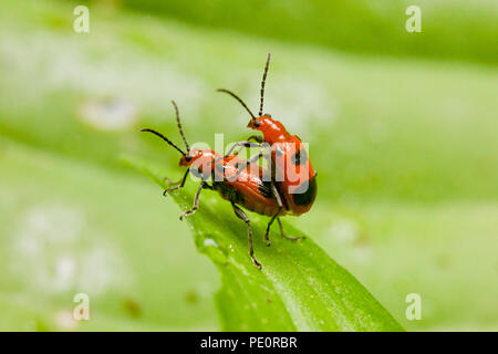 Six points de contact Neolema Neolema sexpunctata (coléoptères) - Virginia USA Banque D'Images