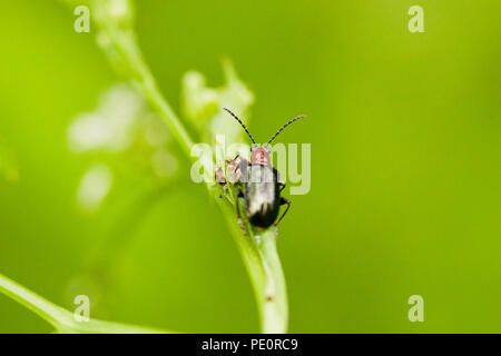 Criocère des céréales (Oulema melanopus) - Virginia USA Banque D'Images