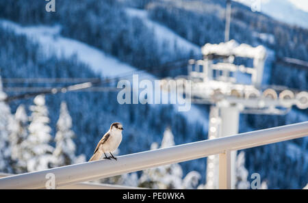 Oiseau perché sur une balustrade avec un télésiège tower en arrière-plan. Banque D'Images