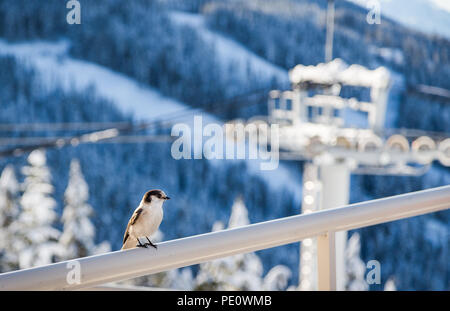 Oiseau perché sur une balustrade avec un télésiège tower en arrière-plan. Banque D'Images