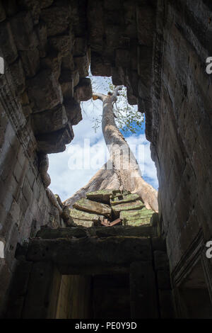 Grand arbre de la moissonneuse-batteuse racine avec balcon en pierre ancienne à Preah Khan temple de la pierre dans le monde d'Angkor patrimoine , Siem Reap , Cambodge Banque D'Images