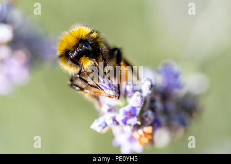 Les abeilles pollinisent la lavande Banque D'Images