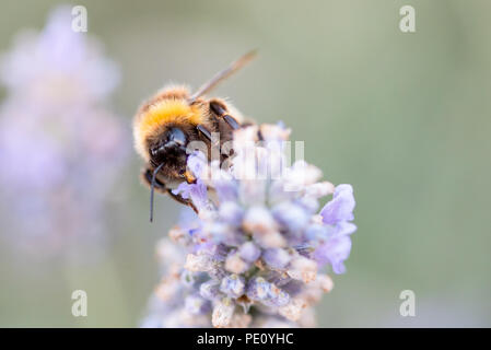 Les abeilles pollinisent la lavande Banque D'Images