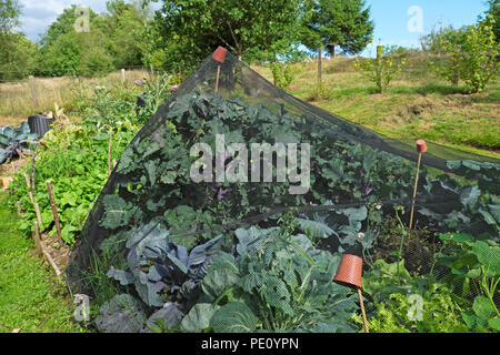 Un filet pour dissuader les oiseaux et les papillons qui pondent des œufs Kalettes kalette et brassicas en été dans un jardin de Carmarthenshire PAYS DE GALLES ROYAUME-UNI KATHY DEWITT Banque D'Images