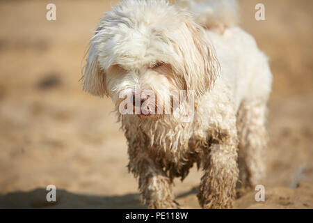 Chien Bichon Havanais attendent les droits de l'ami sur la plage de Bibione, Italie Banque D'Images