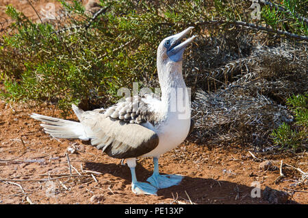 Mâle bleu-footed boobie commence la danse de cour. Banque D'Images