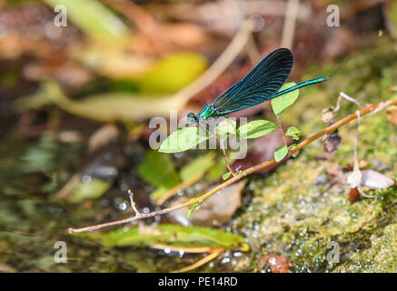 Belle demoiselle libellule mâle perché sur une branche de la rivière Banque D'Images