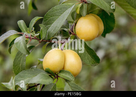 Image de prune jaune doux mûrit sur un arbre dans le jardin Banque D'Images