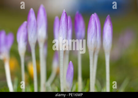De nombreux jeunes purple crocus fleurs en croissance au printemps avec un espace réservé au texte copyspace Banque D'Images