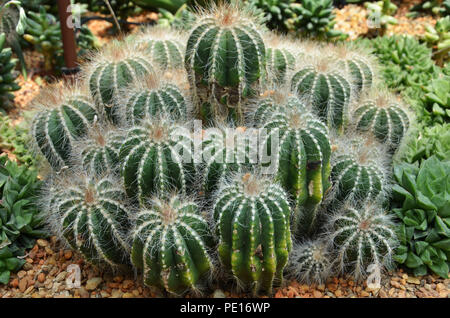 Cactus sont les plantes succulentes qui peuvent survivre de longues périodes sans eau Banque D'Images