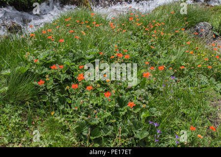 Geum coccienum - avens d'orange nain au sommet de Piribeg dans les montagnes Sharr, au Kosovo Banque D'Images