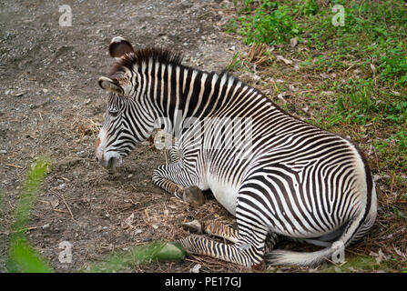 Le Zèbre de Grévy Equus grevyi aslo savent que le imperial zebra reposant sur le sol Banque D'Images