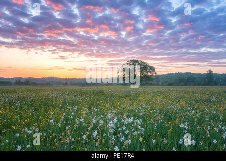 Beau lever de soleil dans la vallée de floraison, paysage pittoresque avec la culture des fleurs sauvages et la couleur ciel nuageux. Vallée de la jonquille, réserve naturelle près de Khust Banque D'Images