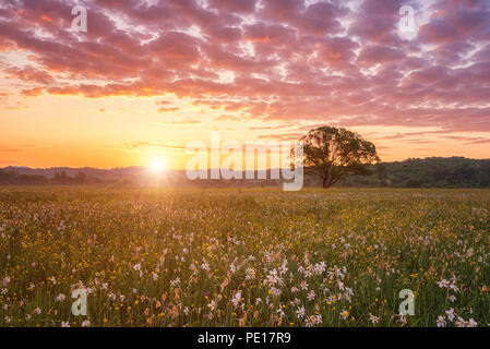 Beau lever de soleil dans la vallée de floraison, paysage pittoresque avec la culture des fleurs sauvages et la couleur ciel nuageux. Vallée de la jonquille, réserve naturelle près de Khust Banque D'Images