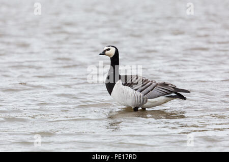 Bernache nonnette naturelles (Branta leucopsis) portrait debout dans l'eau Banque D'Images