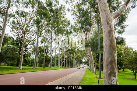 Avenue of Australian gommiers, conduisant dans Jardins Botaniques Kings Park, à Perth, Australie occidentale Banque D'Images