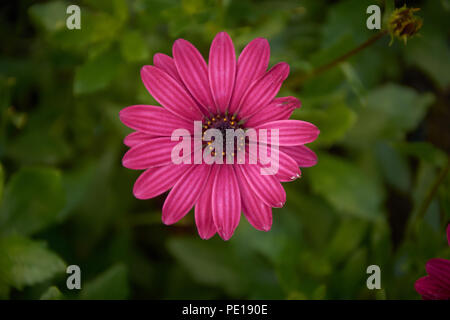 Paysages, fleurs et animaux sauvages Banque D'Images