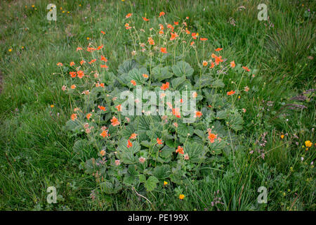 Geum coccienum - avens d'orange nain au sommet de Piribeg dans les montagnes Sharr, au Kosovo Banque D'Images