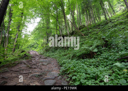 Sentier de randonnée dans une forêt luxuriante en été Banque D'Images