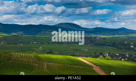 Vignes en Alsace, vue depuis le cimetière militaire de Sigolsheim Banque D'Images