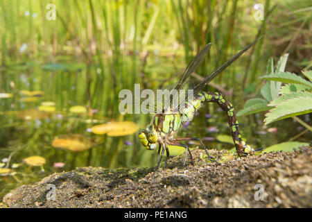 Le sud de Hawker, libellule Aeshna cyanea, femme layiong oeufs en mousse sur pierre dans l'étang de la faune, Juillet, Sussex, UK. Banque D'Images