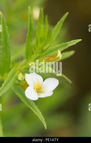 Couvrir d'eau, de l'hysope, Flocon Gratiola officinalis, Juillet Banque D'Images