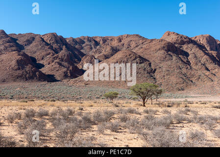 Savane sèche avec arbres épineux vert avec des montagnes en arrière-plan, la Namibie Banque D'Images