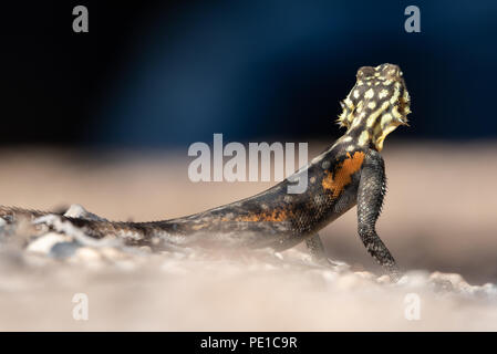 Arrière de la tête d'un lézard agama rock namibien avec fond bleu Banque D'Images