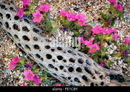 Tapis violet (Nama demissum) et carié Cholla cactus direction générale. Anza Borrego Desert State Park, Californie Banque D'Images