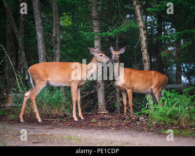 Cerfs de Virginie dans le Parc National du Mont-Tremblant Banque D'Images