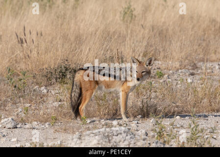 Portrait de chacal à dos noir à la recherche d'un côté dans les prairies, Etosha National Park, Namibie Banque D'Images