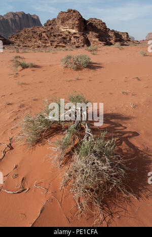 Petit bush sec avec des feuilles vertes sur les dunes rouges déchiquetés avec montagnes en arrière-plan, Wadi Rum, Jordanie Banque D'Images