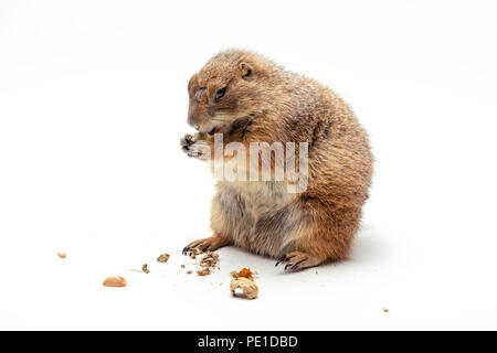 Chien de prairie, avec fond blanc isolé Banque D'Images