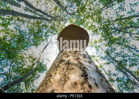 Le tronc de bouleau avec le croissant sur chaga il va vers le haut, à la verticale dans le contexte de la cime des arbres Banque D'Images